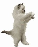 Image result for Animated Dancing Cat