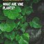 Image result for Vine Plant Post Types