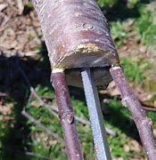 Image result for Grafting Apple Trees in the Fall