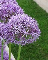 Image result for Allium Violet Beauty