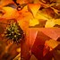 Image result for Liquidambar styraciflua De Bock