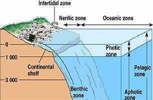 Image result for Marine Habitat