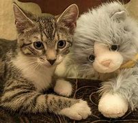 Image result for Robot Cats for Elderly