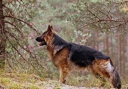 Image result for German Shepherd Original Breed