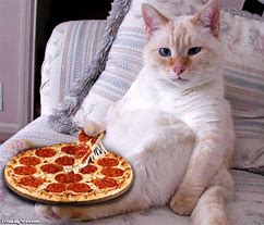 Image result for Animals Eating Pizza