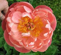 Image result for Paeonia lactiflora Coral Charm