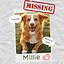Image result for I Lost My Dog Again