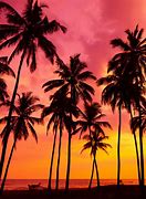 Image result for Palm Tree PFP