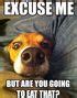 Image result for Funny Jokes About Dogs
