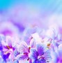 Image result for Beautiful Natural Flowers