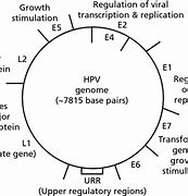 Image result for Human Papillomavirus Images