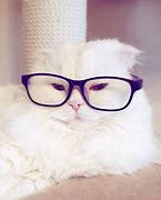 Image result for White Cat Glasses Wallpaper 4K