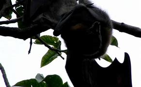 Image result for Bat Reproduction
