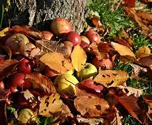 Image result for Apple Tree Fall Color