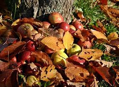 Image result for Autumn Apple Tree Leaf