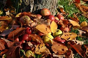 Image result for Fall Fruits Plants Flowers