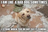 Image result for Bad Dog Meme
