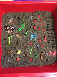 Image result for Find the Insect Jacqueline Adams Book