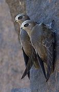 Image result for Cypseloides Apodidae
