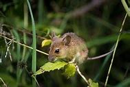 Image result for Rekoot Mouse