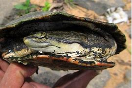 Image result for Phrynops Chelidae