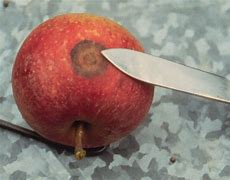 Image result for Apple Ring Rot