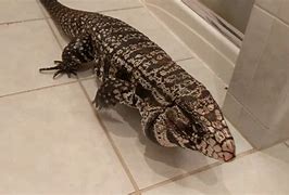 Image result for Biggest Pet Lizard