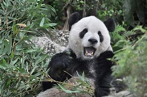 Image result for Picture of Animated Panda