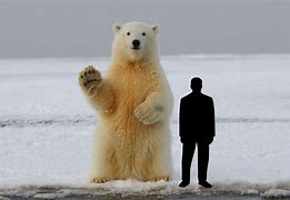 Image result for How Tall Is a Polar Bear Standing Up