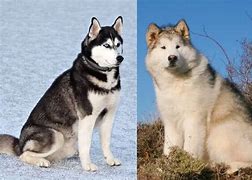 Image result for Alaskan Malamute Compared to Siberian Husky