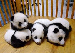 Image result for Panda Bebé