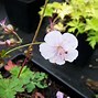 Image result for Geranium Spinners