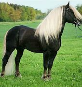 Image result for Black Forest Horse Colors