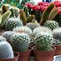 Image result for Cactus House plants
