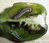 Image result for "pepper-maggot"