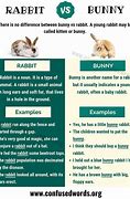Image result for Bunny Word