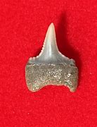 Image result for Great White Tooth