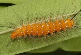 Image result for Caterpillar Idler