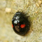 Image result for Small Black Bug with Red Back
