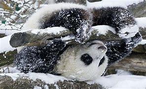 Image result for Cute Baby Panda Snow