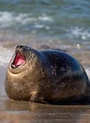 Image result for Seal Animal Funny