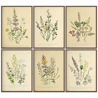 Image result for Vintage Botanical Art Prints