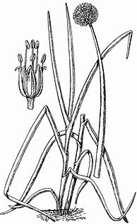 Image result for Allium Fistulosum