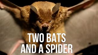 Image result for Taxidermy Bat Meme