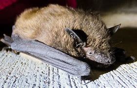 Image result for Evening Bat