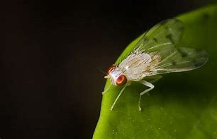 Image result for Albino Bugs
