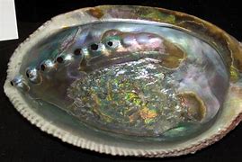 Image result for Green Abalone Animal