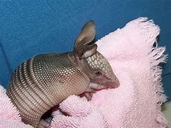 Image result for Cute Baby Armadillo