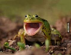Image result for Happy Frog Face