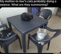 Image result for Cat Seance Funny